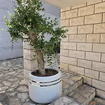 Olive Luxury